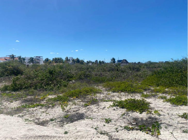 Terrenos ganados al mar en Sisal son propiedad de la nación, advierte Semarnat